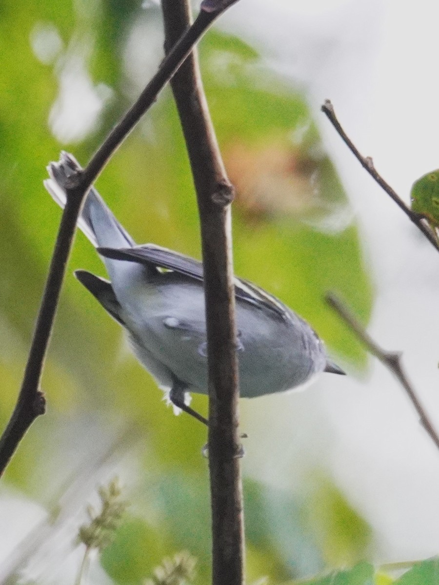 brunsideparula - ML647612236