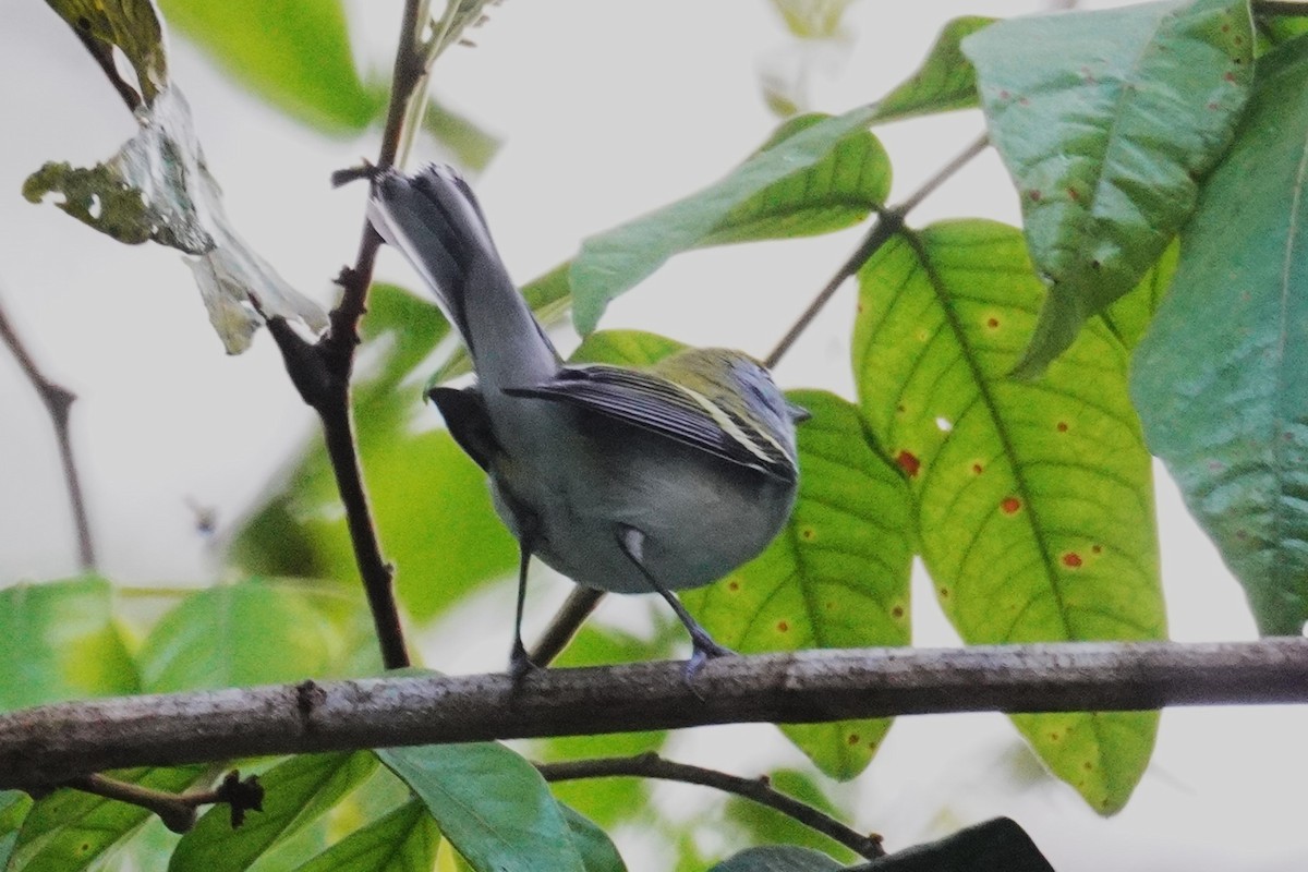 brunsideparula - ML647612239