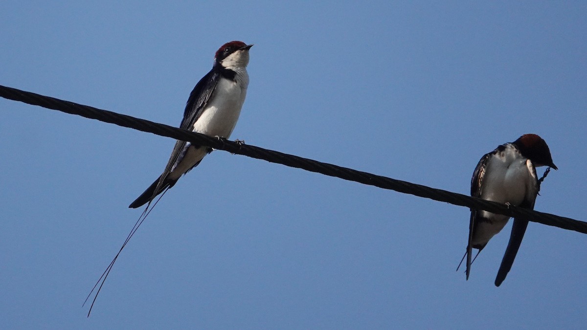 Wire-tailed Swallow - ML647612254