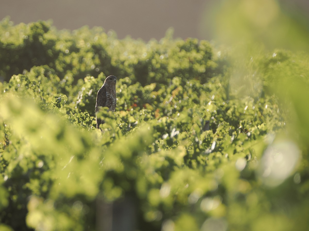 káně lesní (ssp. vulpinus/menetriesi) - ML647612284