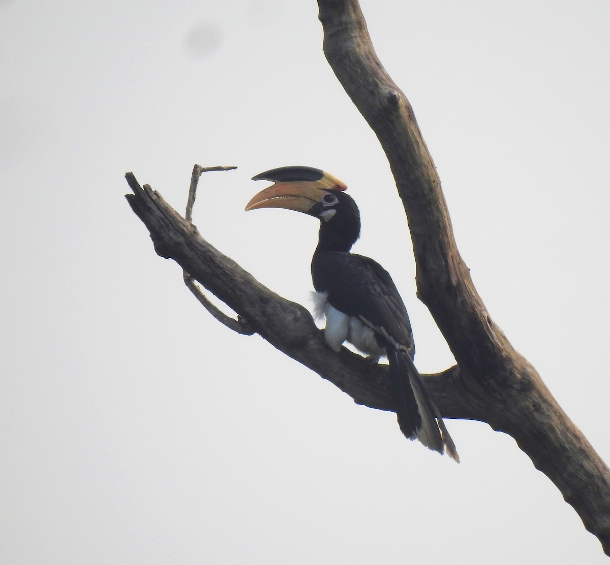 Cálao Coronado - ML647612285