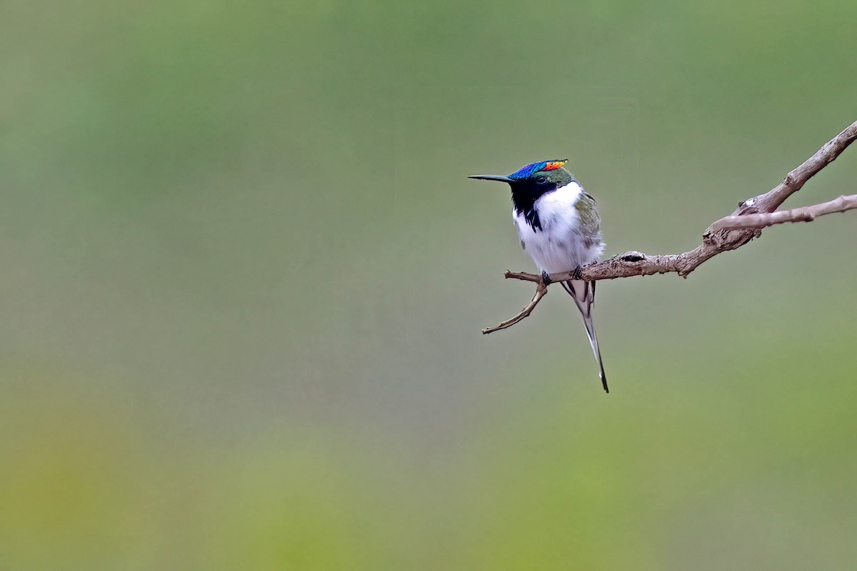 Horned Sungem - ML647612326