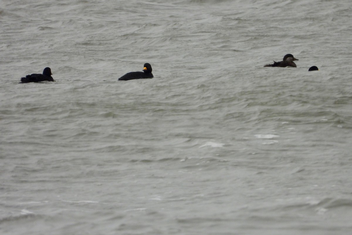 Black Scoter - ML647612351