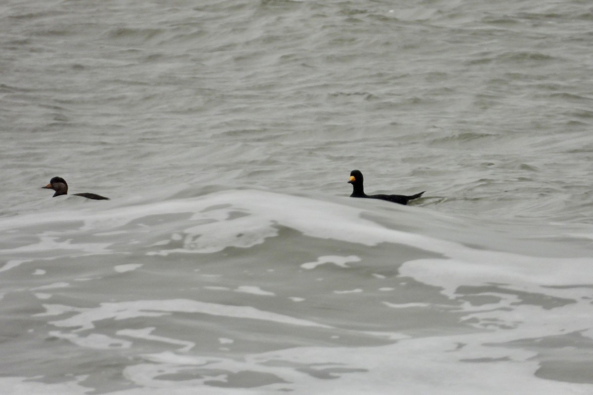 Black Scoter - ML647612352