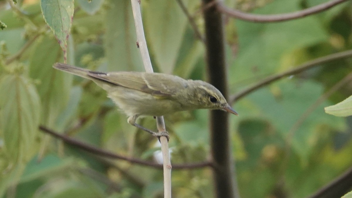 Greenish Warbler - ML647612358