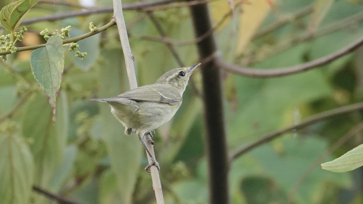 Greenish Warbler - ML647612359