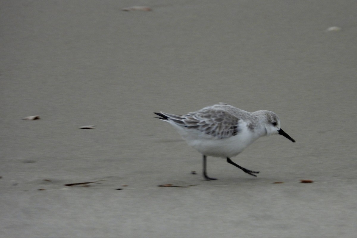 Sanderling - ML647612361