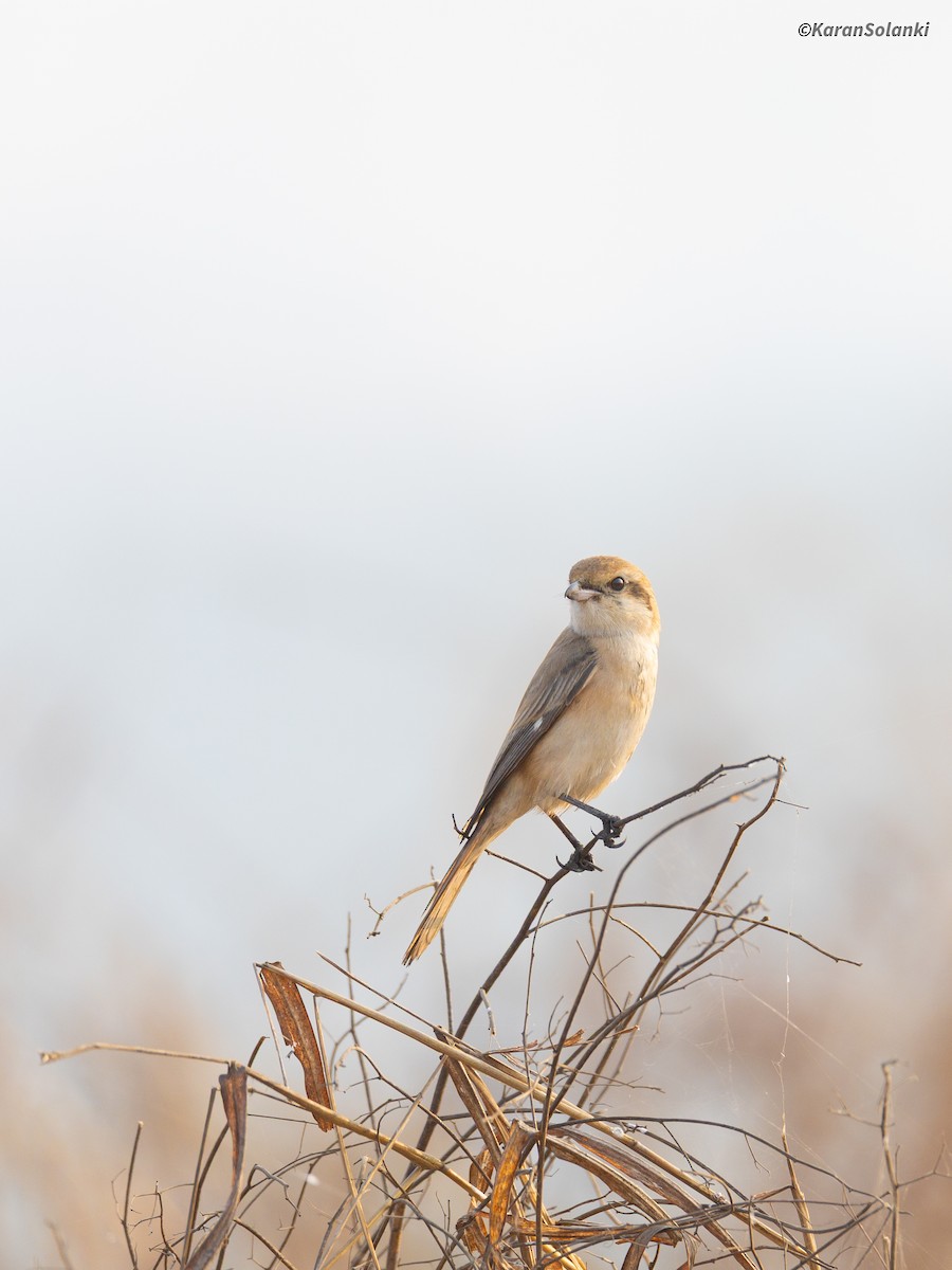 isabellavarsler - ML647612367