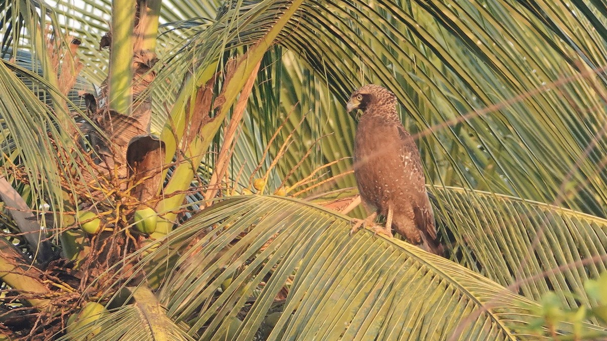 Хохлатый змееяд - ML647612368