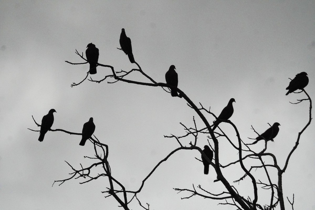 Rotschnabeltaube - ML647612381