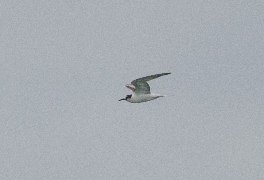 Common Tern - ML647612395