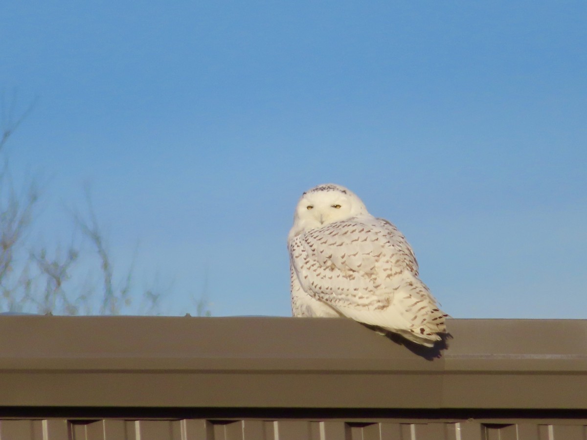 Snowy Owl - ML647612426