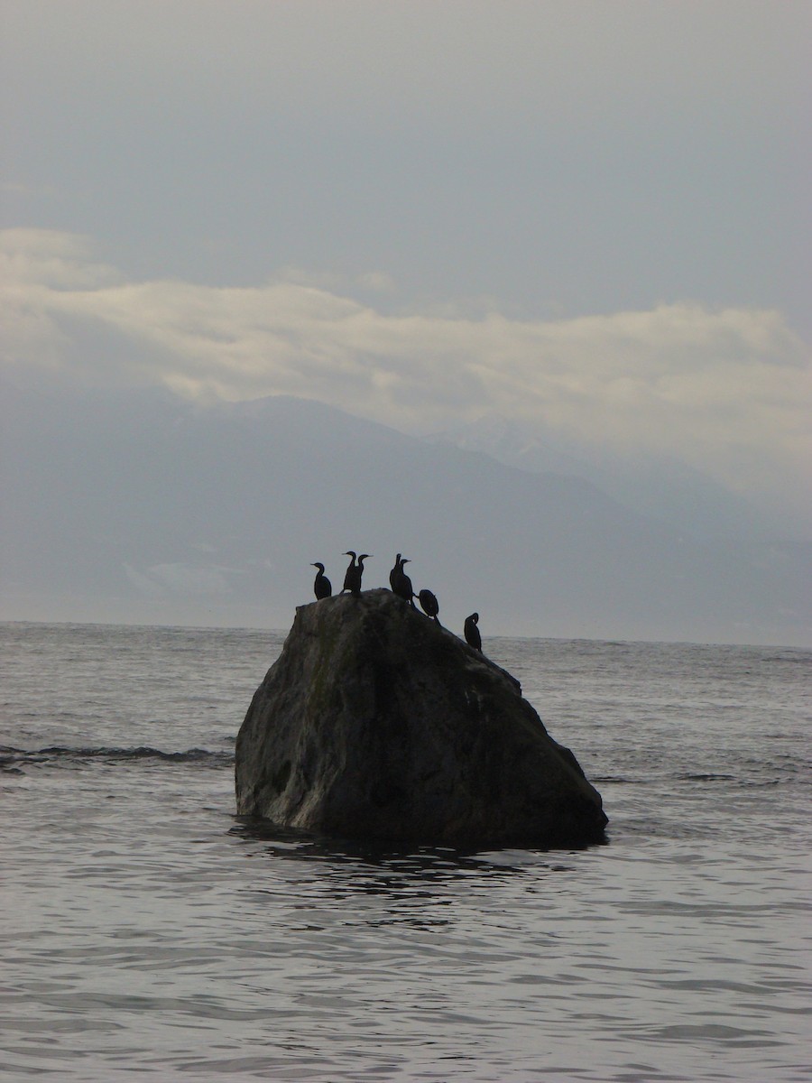 Pelagic Cormorant - ML647612433