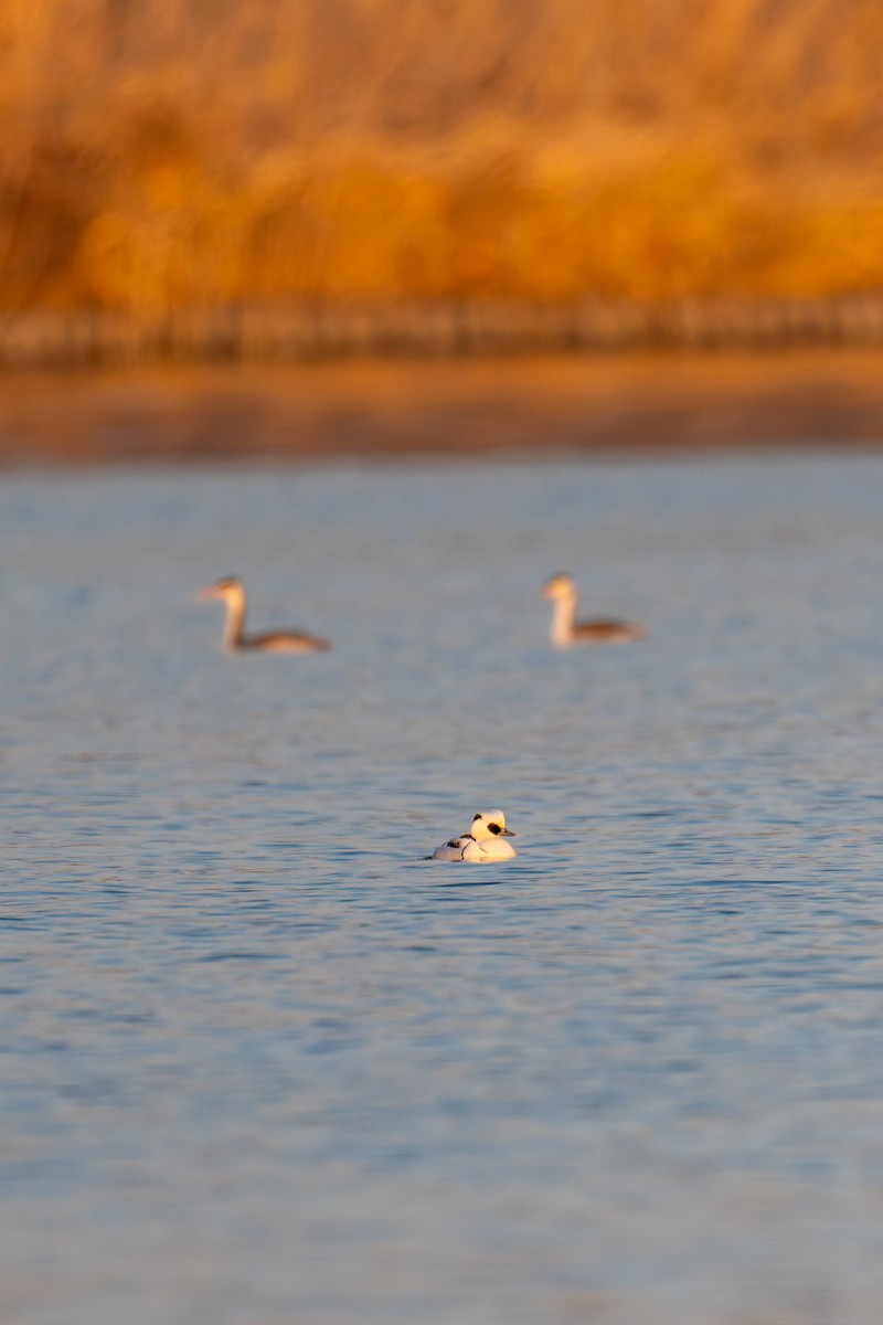 מרגון גמדי - ML647612435