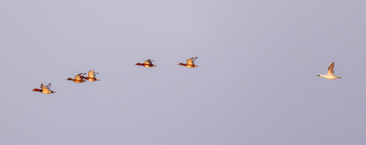 מרגון גמדי - ML647612449