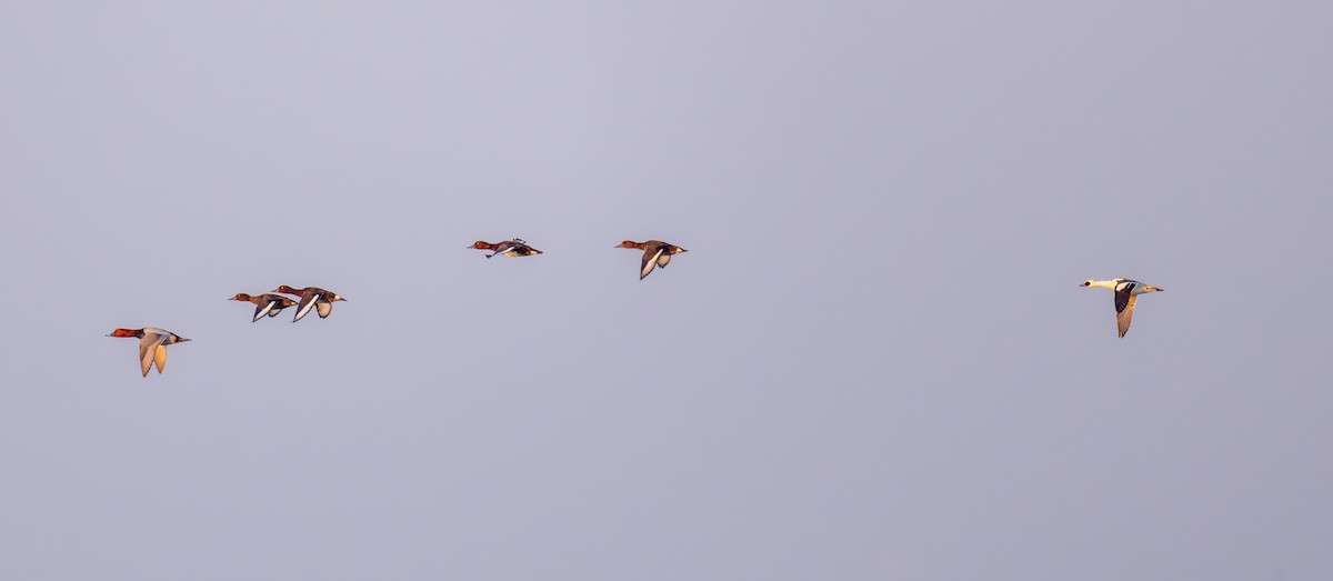 מרגון גמדי - ML647612450