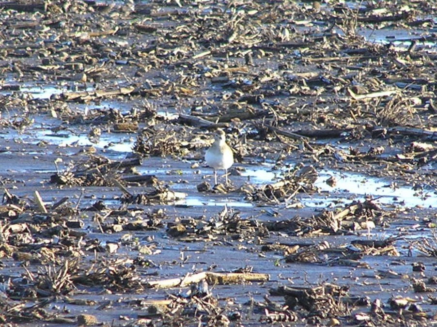 Mountain Plover - ML647612451