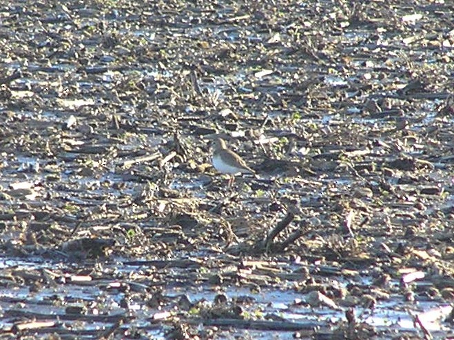 Mountain Plover - ML647612455