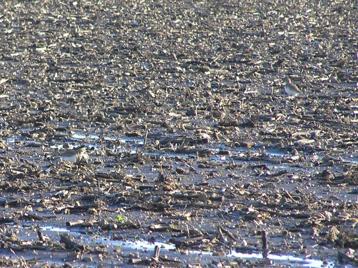 Mountain Plover - ML647612459