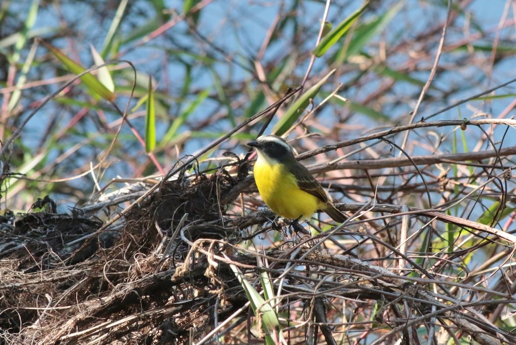 Tyran sociable - ML647612465