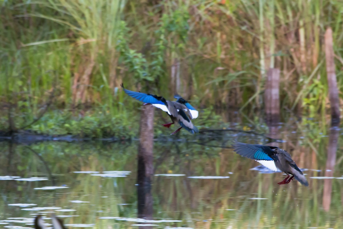 Brazilian Teal - ML647612473