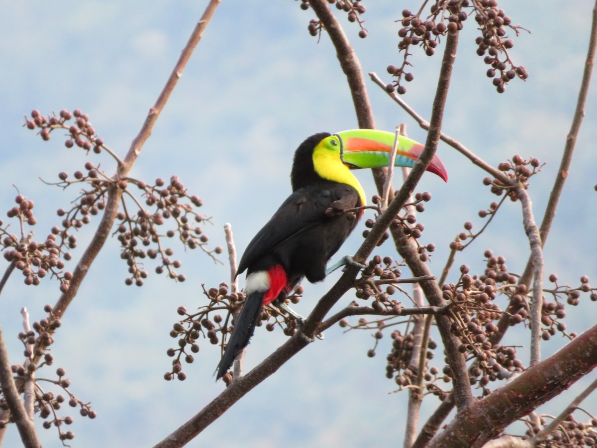 regnbuetukan - ML647612476