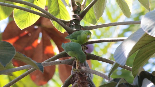 Cobalt-rumped Parrotlet - ML647612478
