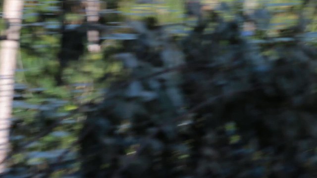 Yellow-chinned Spinetail - ML647612480