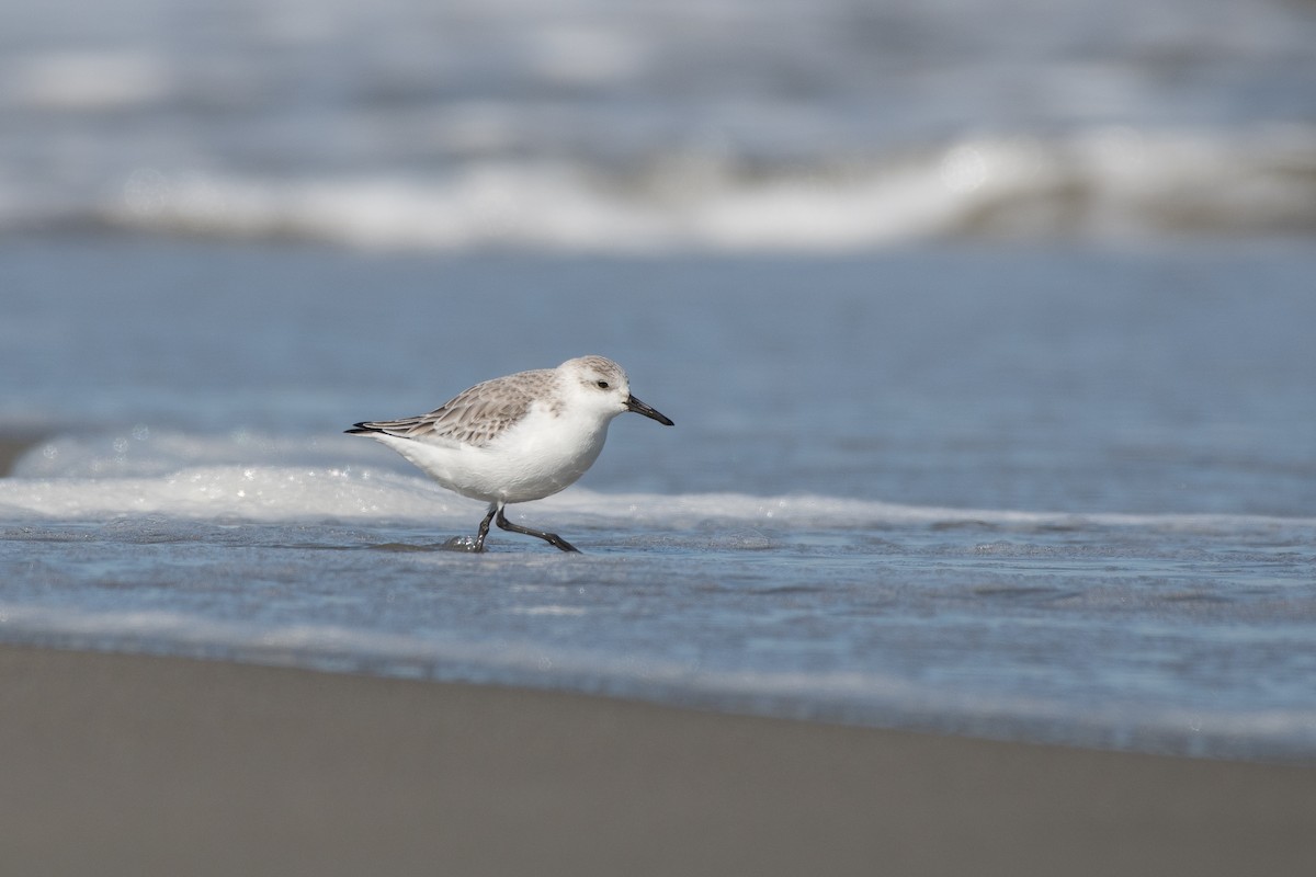Sanderling - ML647612481
