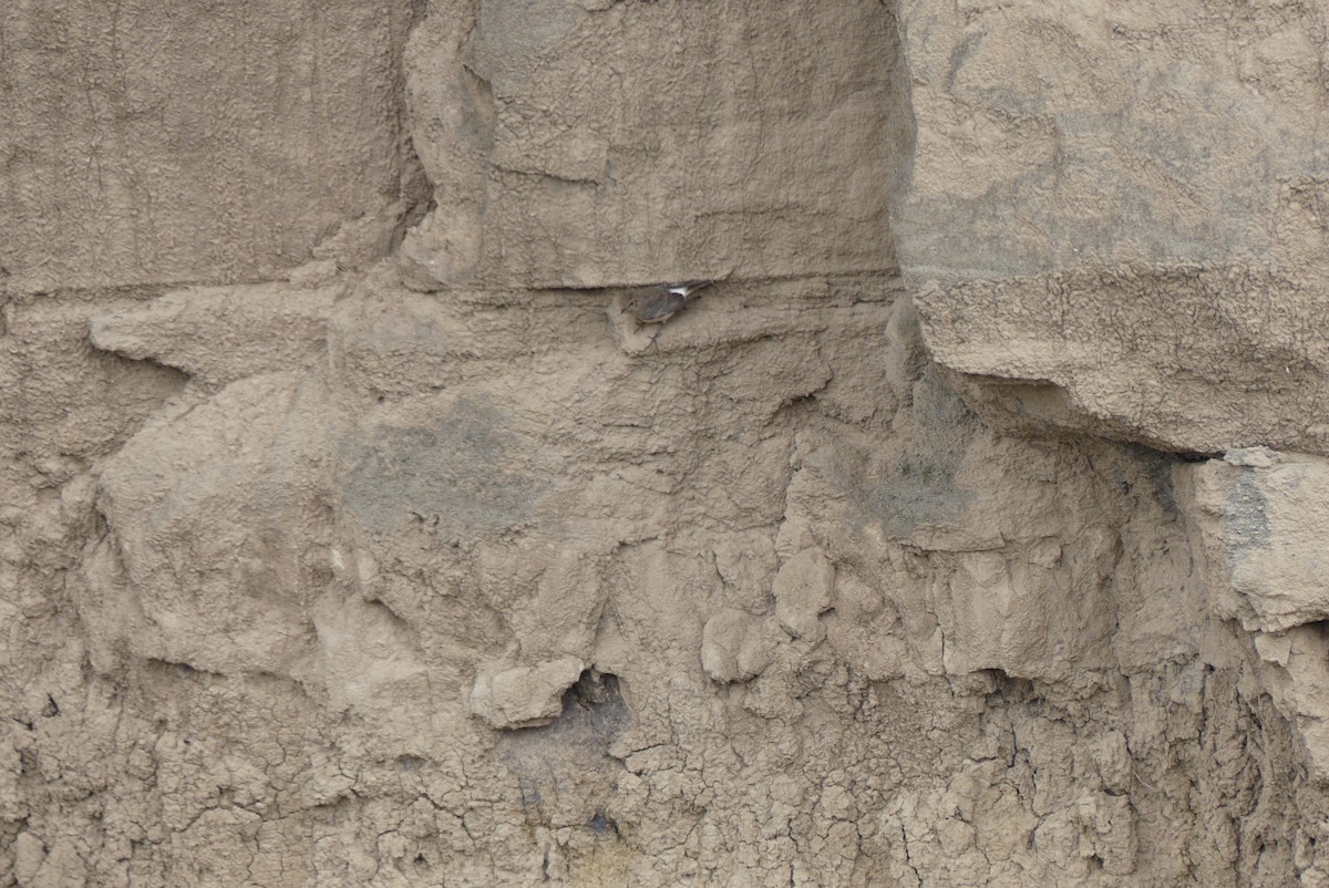 Nonnensteinschmätzer - ML647612492