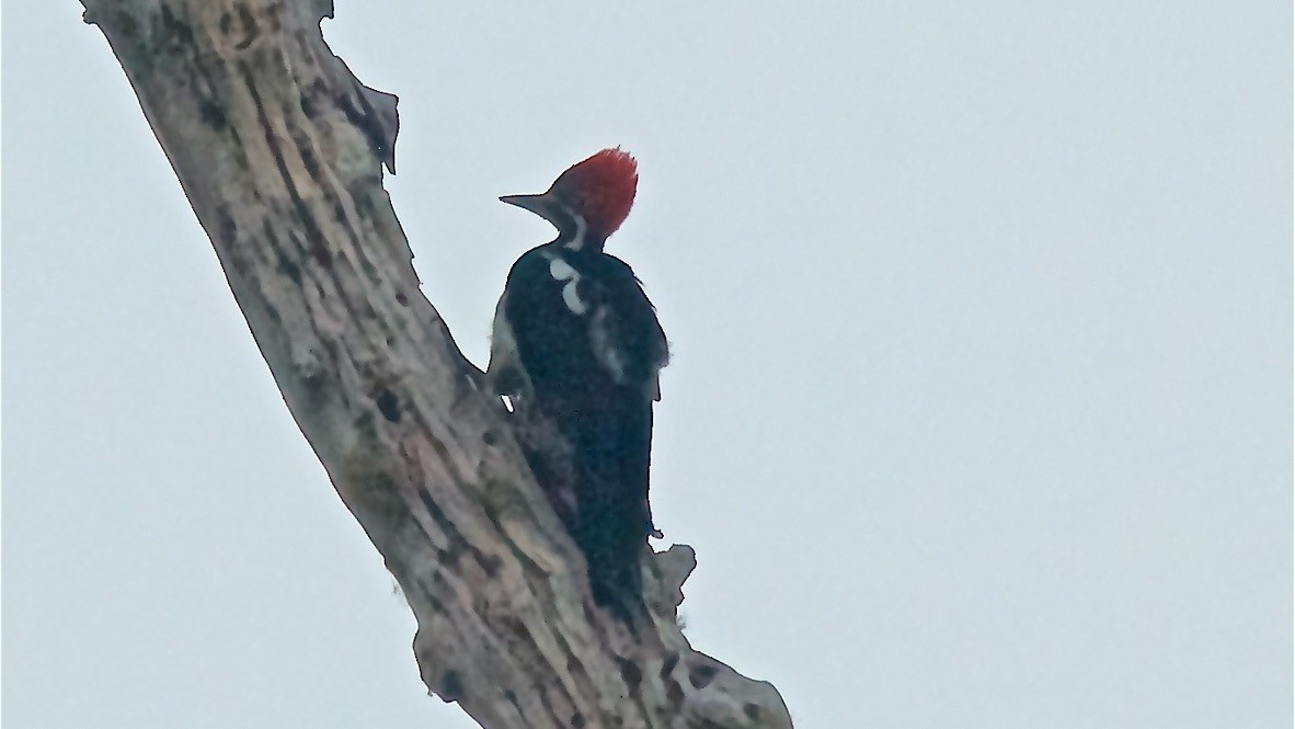 ハナジロエボシゲラ - ML647612494