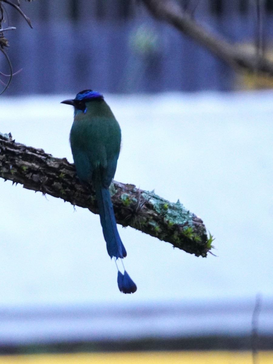 Lesson Motmotu - ML647612504