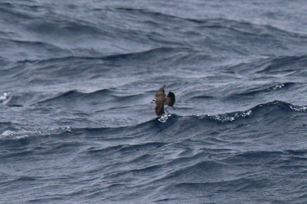 Weißgesicht-Sturmschwalbe - ML647612509