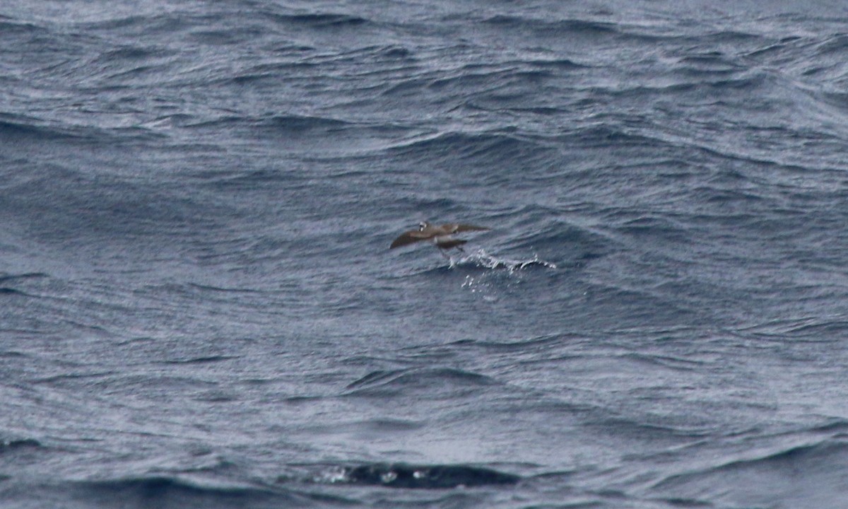 Weißgesicht-Sturmschwalbe - ML647612510