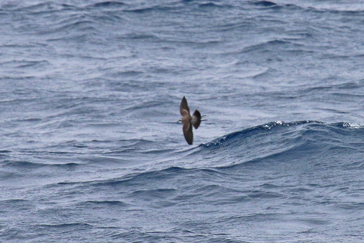 Weißgesicht-Sturmschwalbe - ML647612511