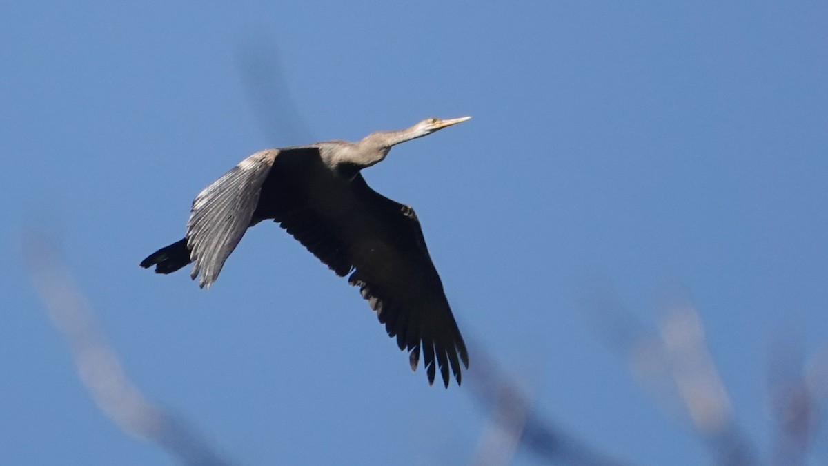 Oriental Darter - ML647612520