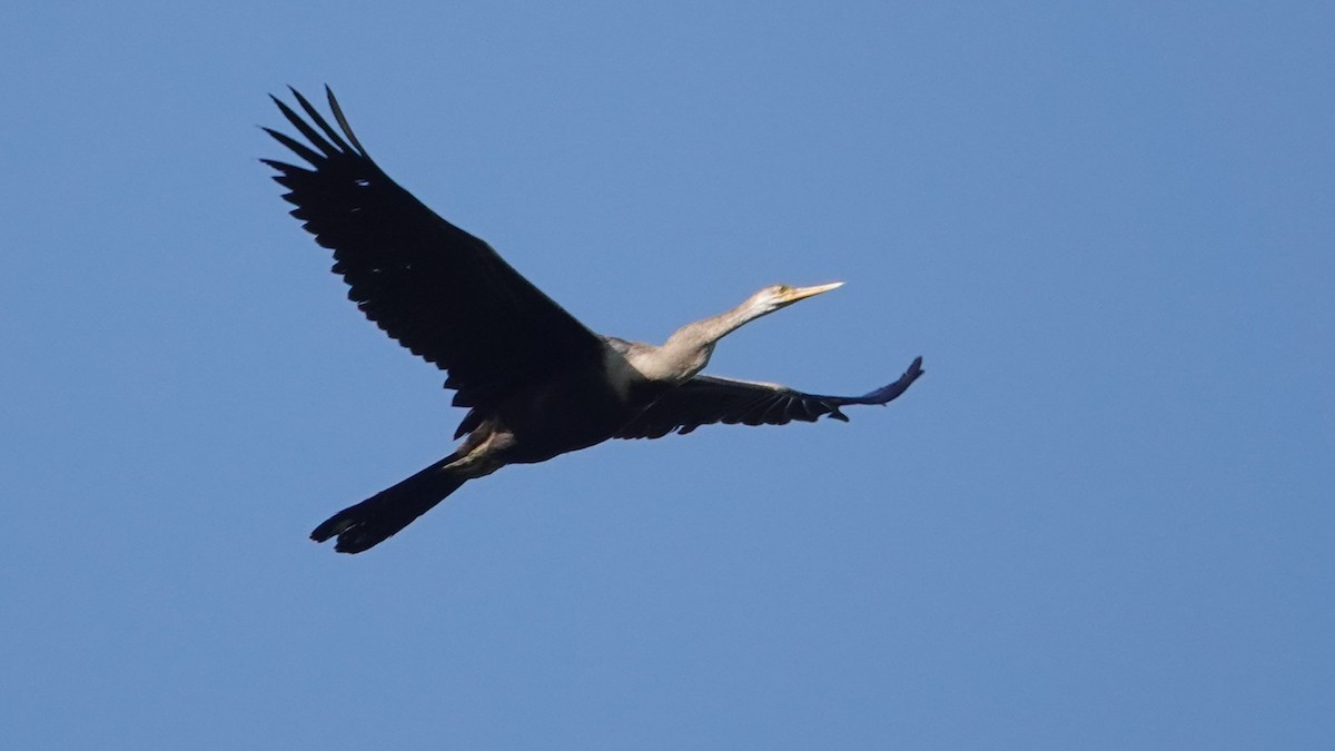 Orient-Schlangenhalsvogel - ML647612521