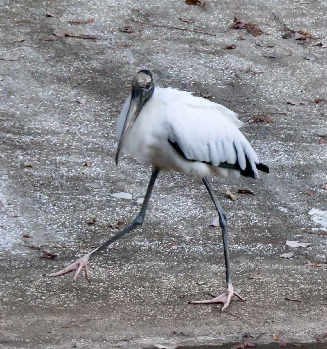 Waldstorch - ML647612522