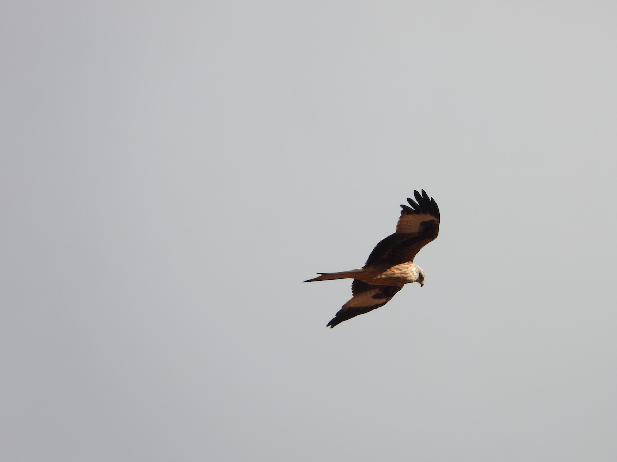 Rotmilan - ML647612523