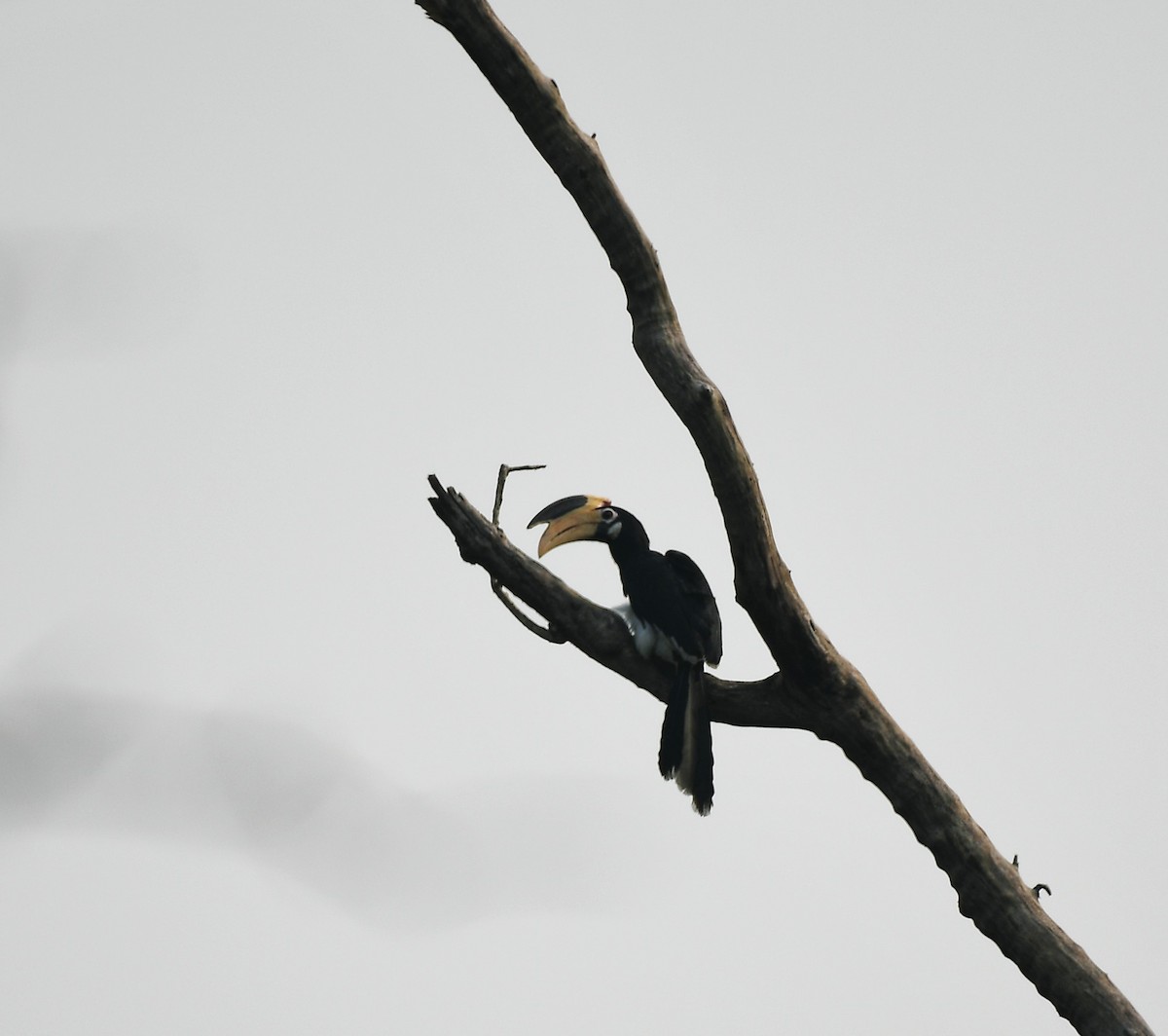 Malabarhornvogel - ML647612525