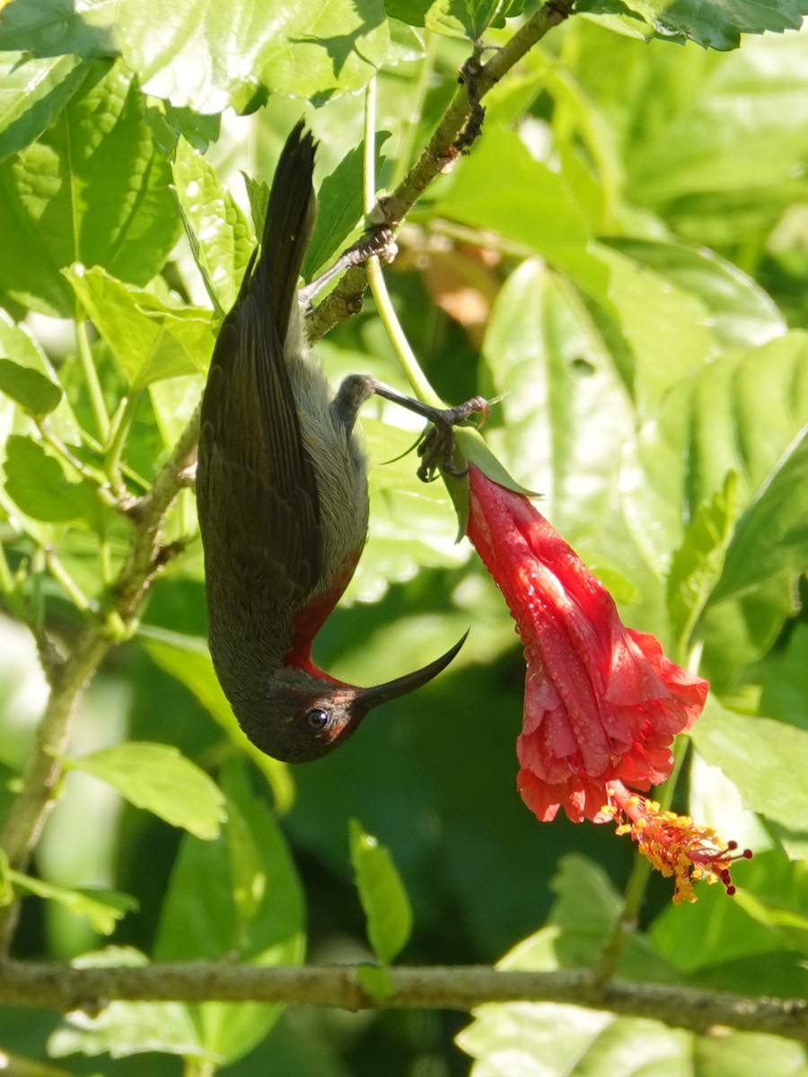 Graubauch-Nektarvogel - ML647612526