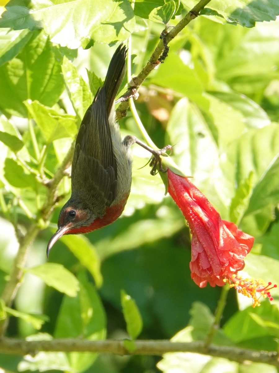 Graubauch-Nektarvogel - ML647612527