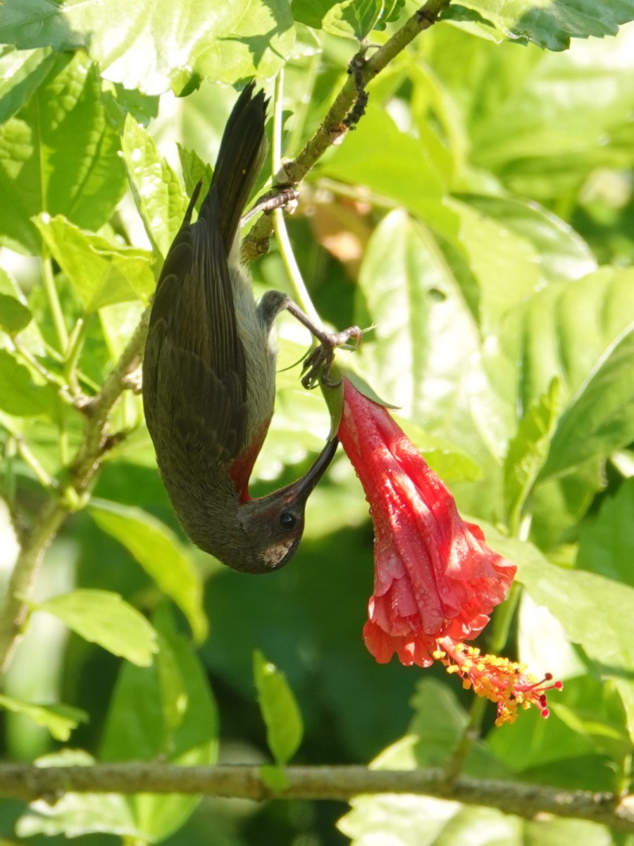 Graubauch-Nektarvogel - ML647612528