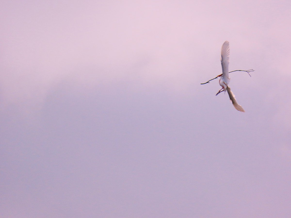 Kuhreiher - ML647612529