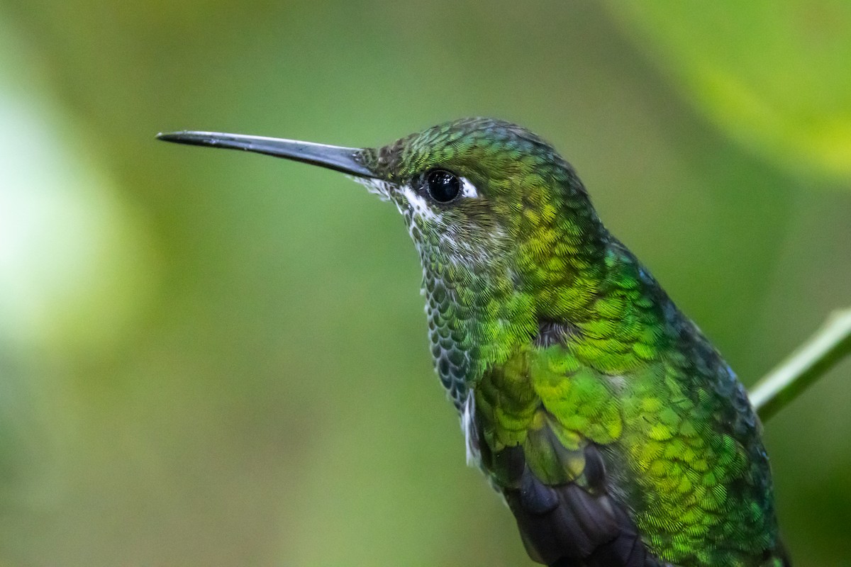 Grünstirn-Brillantkolibri - ML647612532