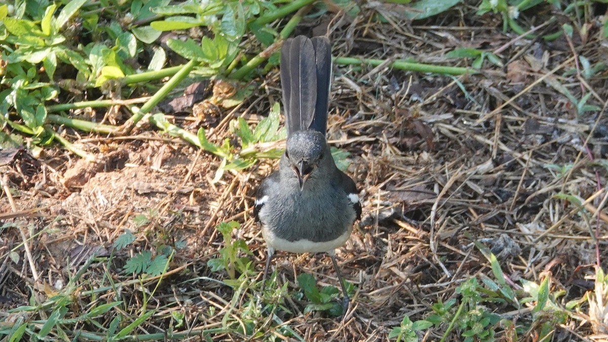 Dajalschama - ML647612533