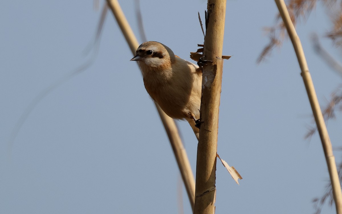 Chinabeutelmeise - ML647612535