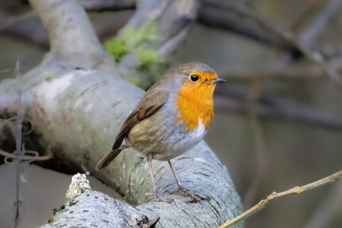 Rotkehlchen - ML647612536