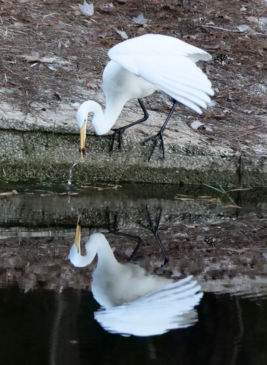 Silberreiher - ML647612537