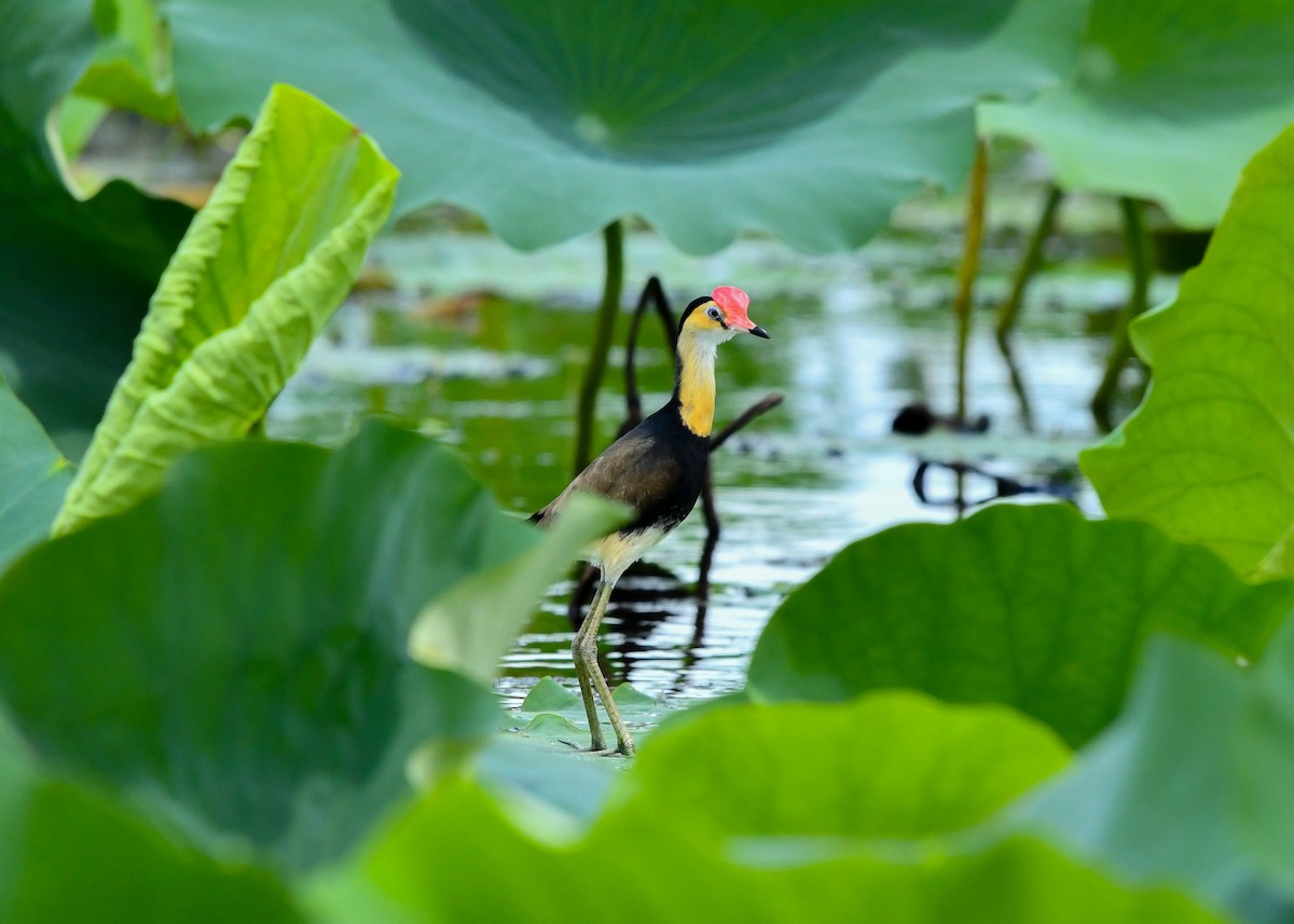 Jakana gandorduna - ML647612541